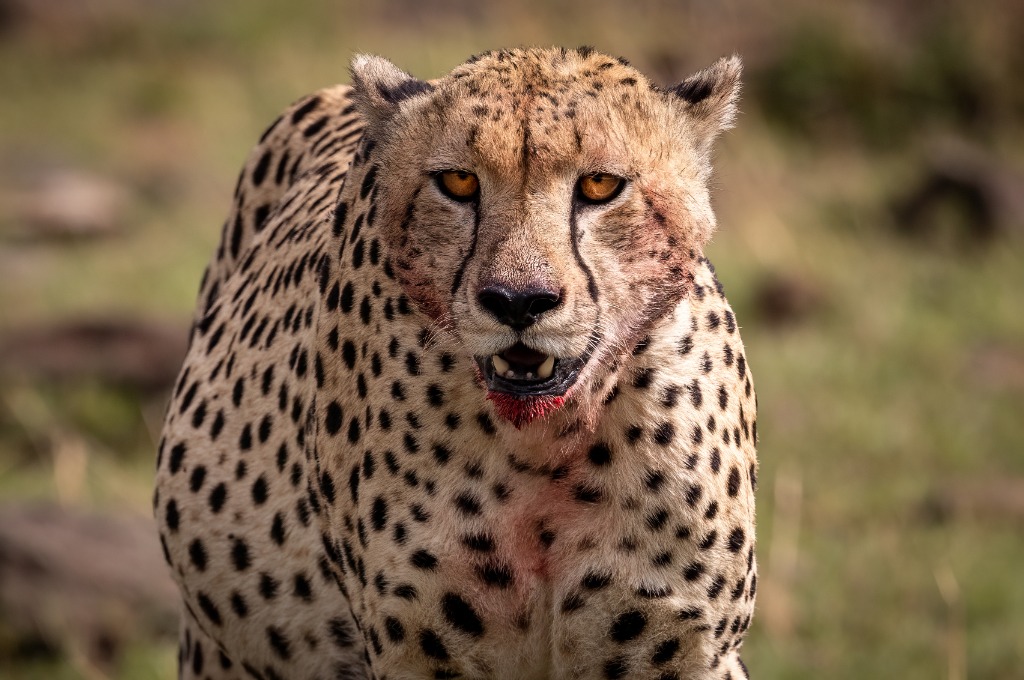 Cheetah in the Serengeti