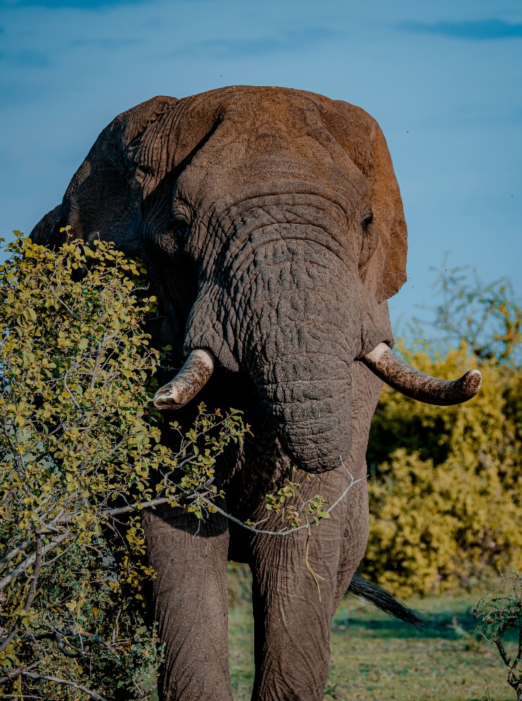 Serengeti Elephant