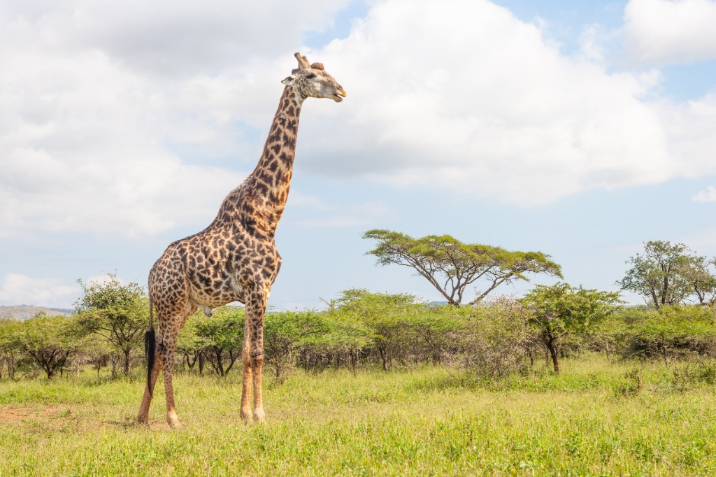 Maasai giraffe browsing an acacia — photographed by Dabsy in the Serengeti