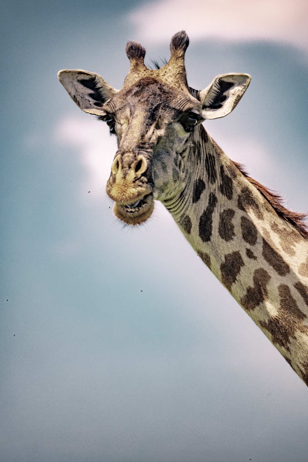 Maasai giraffe in the Serengeti