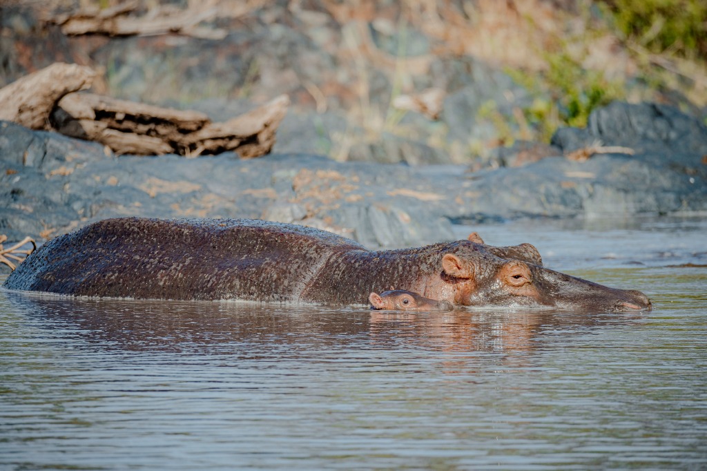 Serengeti Hippo with baby