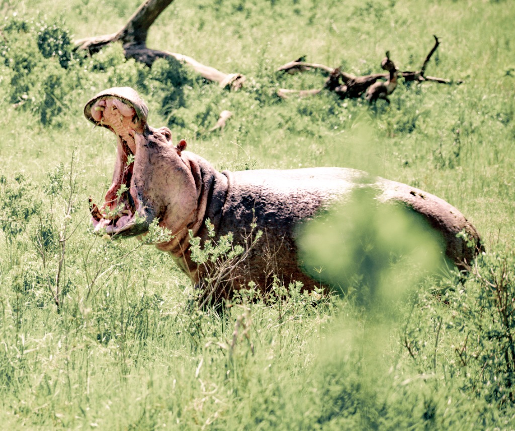 Hippo displaying its jaws in a Serengeti pool