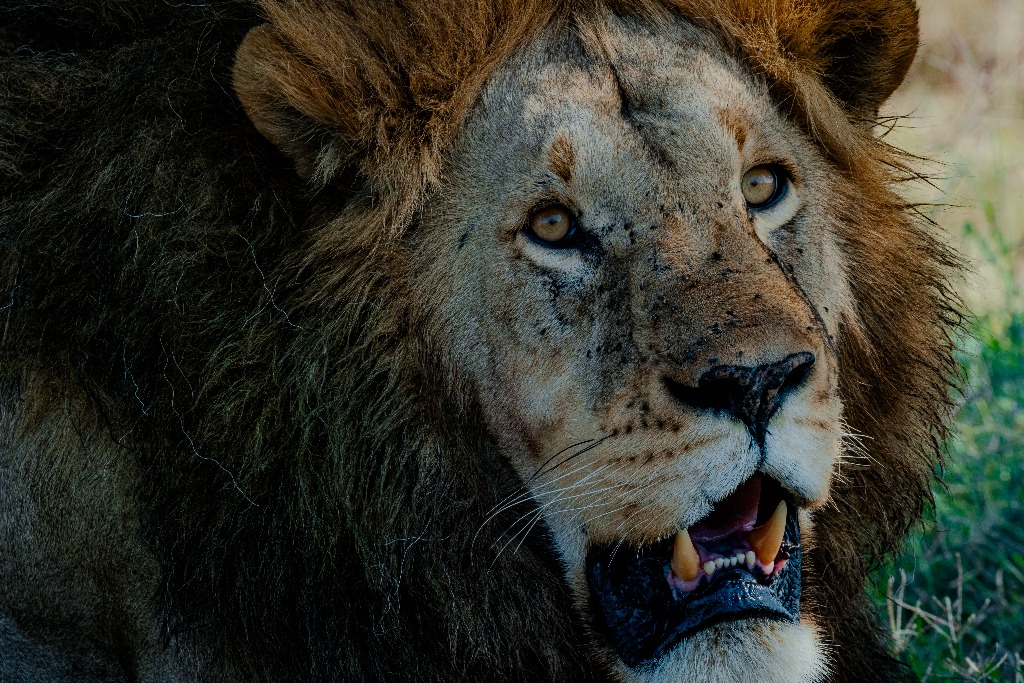 Male lion in the Serengeti — photographed by Dabsy