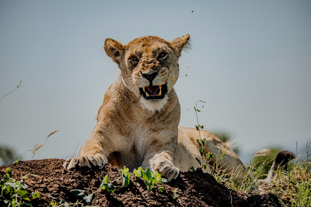 Lioness on a mound in the Serengeti