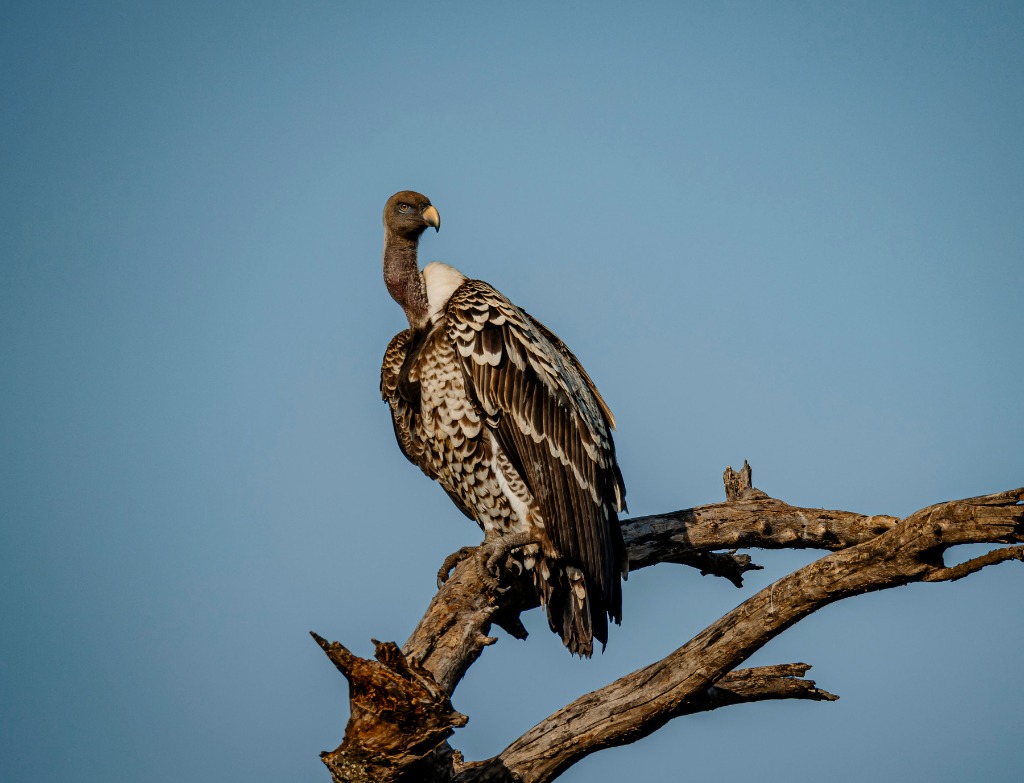 Serengeti Vulture