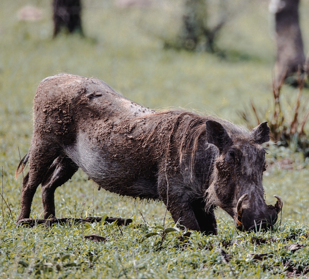 Serengeti Warthog